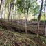  Land for sale in Kalai, Phangnga, Kalai, Takua Thung