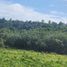  Land for sale in Phuket International Airport, Mai Khao, Thep Krasattri