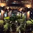 3 Schlafzimmer Haus zu verkaufen in Khon San, Chaiyaphum, Khon San, Khon San, Chaiyaphum