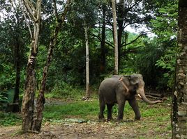  Grundstück zu verkaufen in Takua Pa, Phangnga, Bang Muang, Takua Pa