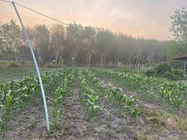  Grundstück zu verkaufen in Nam Yuen, Ubon Ratchathani, Song