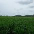  Land for sale in Nong Pling, Lao Khwan, Nong Pling