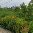  Land for sale in Cha-Am, Phetchaburi, Na Yang, Cha-Am