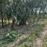  Land for sale in Thai Buri, Tha Sala, Thai Buri