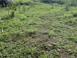  Land for sale in Karon, Phuket Town, Karon