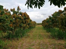  Grundstück zu verkaufen in Pran Buri, Prachuap Khiri Khan, Nong Ta Taem, Pran Buri