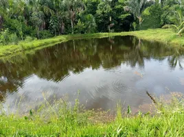  Grundstück zu verkaufen in Bagua, Amazonas, Bagua