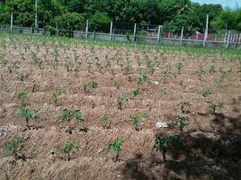  Land for sale in Nam Yuen, Ubon Ratchathani, Song, Nam Yuen