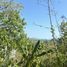  Land for sale at Yamu Hills, Pa Khlok, Thalang, Phuket