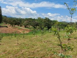  Land for sale in Khao Kho, Phetchabun, Thung Samo, Khao Kho