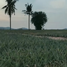 Land for sale in Ban Bueng Chon Buri, Nong Phai Kaeo, Ban Bueng