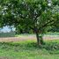 3 Bedroom House for sale in Guacimo Limon, Guacimo, Limon
