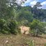  Land for sale in Kalim Beach, Patong, Patong