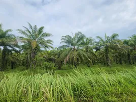  Grundstück zu verkaufen in Takua Thung, Phangnga, Khok Kloi, Takua Thung