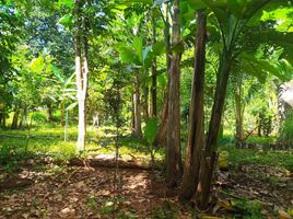  Grundstück zu verkaufen in Mueang Phangnga, Phangnga, Tham Nam Phut