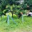  Land for sale in Costa Rica, Pococi, Limon, Costa Rica