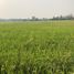  Land for sale in Kamphaeng Phet, Songtham, Mueang Kamphaeng Phet, Kamphaeng Phet