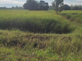  Grundstück zu verkaufen in Maha Chana Chai, Yasothon, Fa Yat, Maha Chana Chai, Yasothon