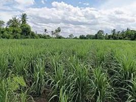  Grundstück zu verkaufen in Si Thep, Phetchabun, Sa Kruat