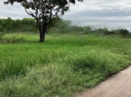  Land for sale in Tan Diao, Kaeng Khoi, Tan Diao