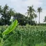 Grundstück zu verkaufen in Mueang Chon Buri, Chon Buri, Nong Ri, Mueang Chon Buri, Chon Buri