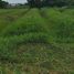  Land for sale in Yai Cha, Sam Phran, Yai Cha