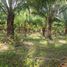  Land for sale in Phitsanulok, Nong Kathao, Nakhon Thai, Phitsanulok