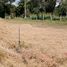  Land for sale in Mueang Nakhon Ratchasima, Nakhon Ratchasima, Nong Rawiang, Mueang Nakhon Ratchasima