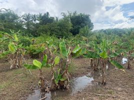  Land for sale in Cho Lae, Mae Taeng, Cho Lae