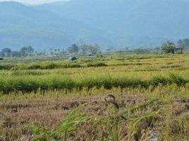  Grundstück zu verkaufen in Mueang Chiang Rai, Chiang Rai, Nang Lae, Mueang Chiang Rai