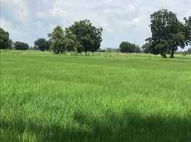  Land for sale in Lop Buri, Bang Phueng, Ban Mi, Lop Buri