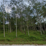  Land for sale in Nakhon Si Thammarat, Na San, Phra Phrom, Nakhon Si Thammarat