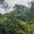  Land for sale in Phuket, Mai Khao, Thalang, Phuket