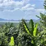  Land for sale at Yamu Hills, Pa Khlok