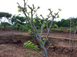  Grundstück zu verkaufen in Phu Khiao, Chaiyaphum, Nong Tum, Phu Khiao, Chaiyaphum