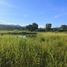  Land for sale in Chiang Mai, Inthakhin, Mae Taeng, Chiang Mai