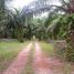  Land for sale in Thailand, Bang Wan, Khura Buri, Phangnga, Thailand