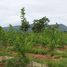  Land for sale in Chaiyaphum, Nong Tum, Phu Khiao, Chaiyaphum