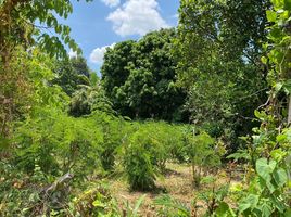  Land for sale in Mae Faek Mai, San Sai, Mae Faek Mai