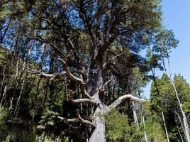  Grundstück zu verkaufen in Bariloche, Rio Negro, Bariloche