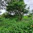  Land for sale in San Sai, Chiang Mai, Nong Chom, San Sai