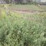  Land for sale in Uyumbicho, Pichincha, Uyumbicho, Mejia, Pichincha