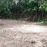  Land for sale in Thalang, Phuket, Choeng Thale, Thalang