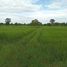  Land for sale in Nok Mueang, Mueang Surin, Nok Mueang