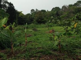 在碧差汶出售的 土地, Khaem Son, Khao Kho, 碧差汶