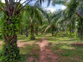 ขายที่ดิน ใน บางสะพานน้อย ประจวบคีรีขันธ์, บางสะพาน, บางสะพานน้อย