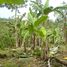  Grundstück zu verkaufen in Turrialba, Cartago, Turrialba, Cartago