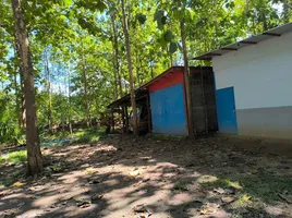  Grundstück zu verkaufen in Phu Phiang, Nan, Fai Kaeo, Phu Phiang