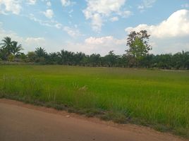 Grundstück zu verkaufen in Phibun Mangsahan, Ubon Ratchathani, Nong Bua Hi, Phibun Mangsahan