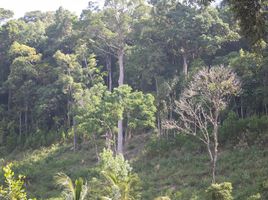  Grundstück zu verkaufen in Takua Pa, Phangnga, Ko Kho Khao, Takua Pa, Phangnga